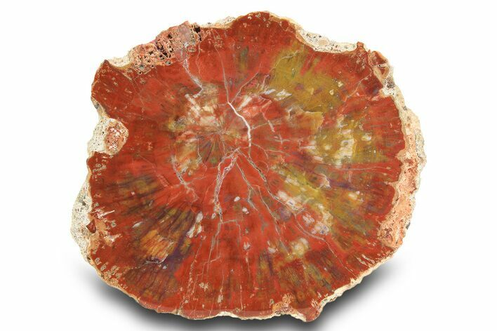 Rainbow Colored, Polished Petrified Wood Round - Arizona #299994